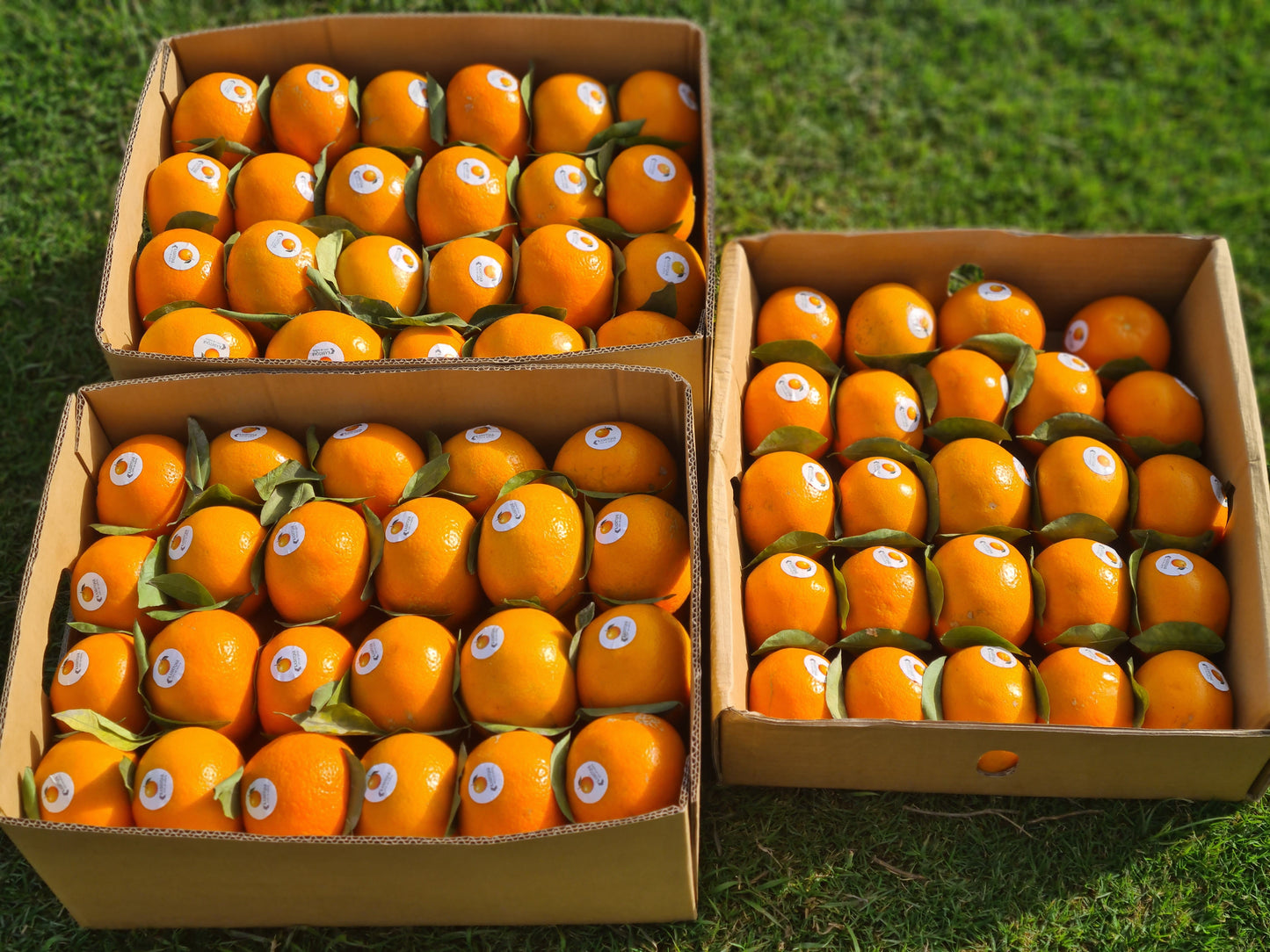 Oranges(kinnow)