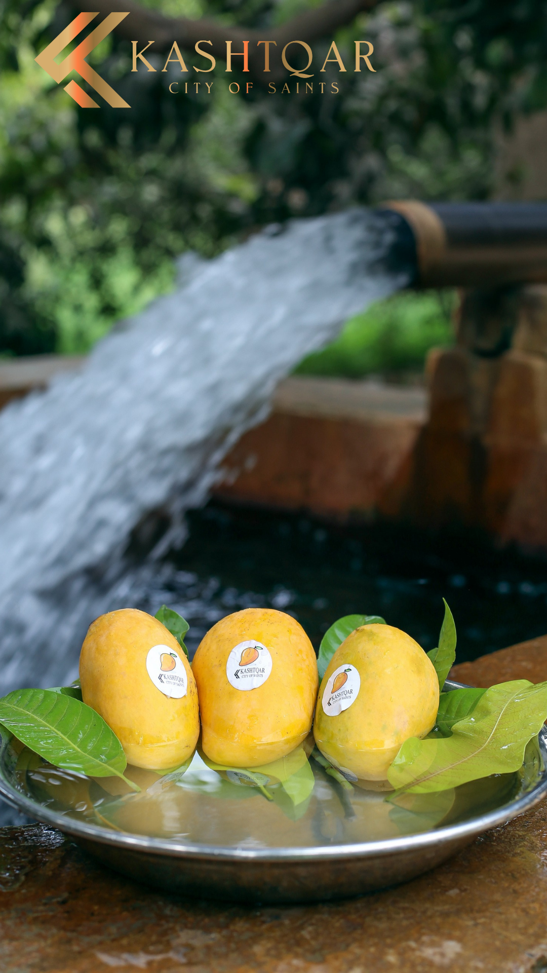 Mango(آم)