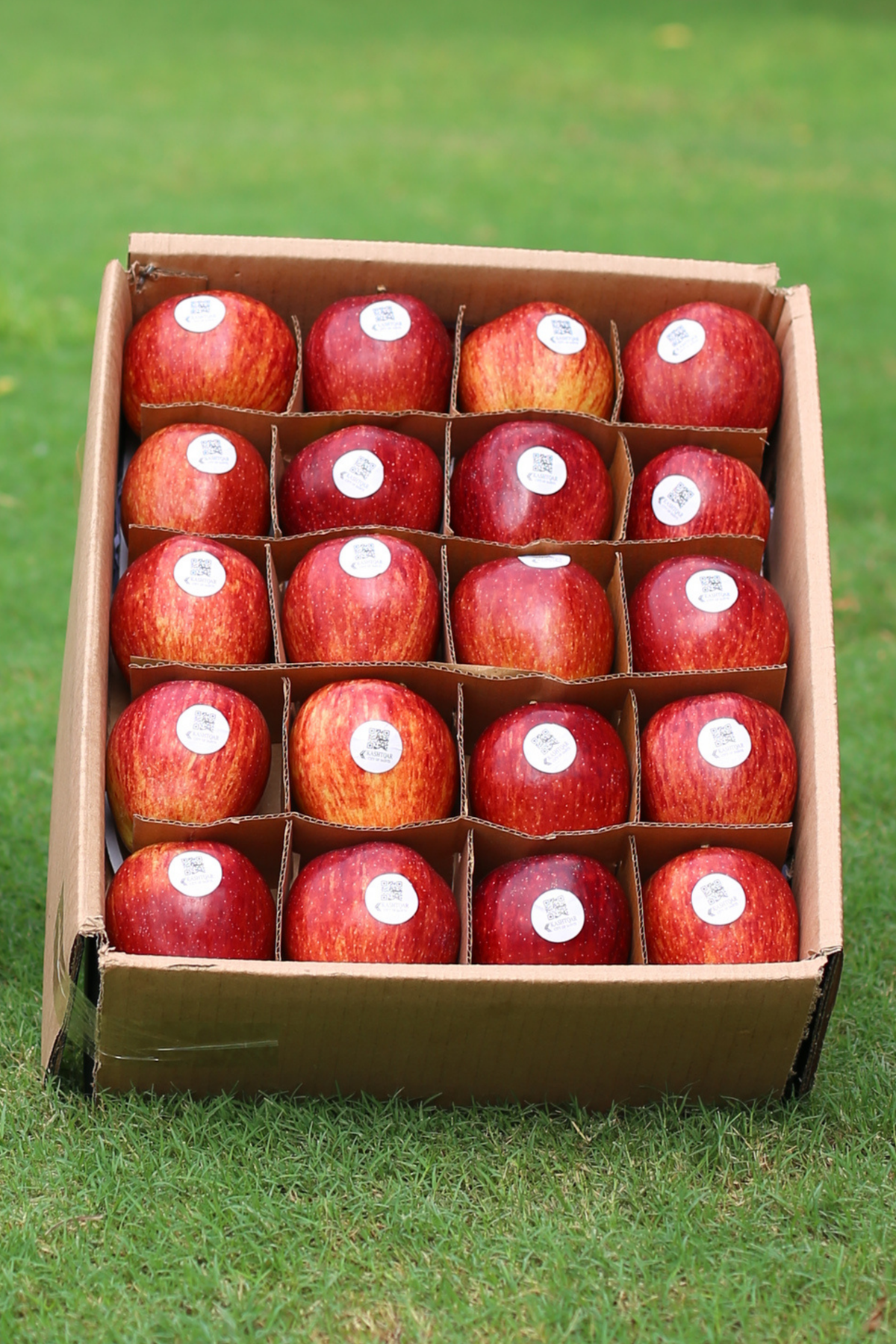 Apples(سیب)