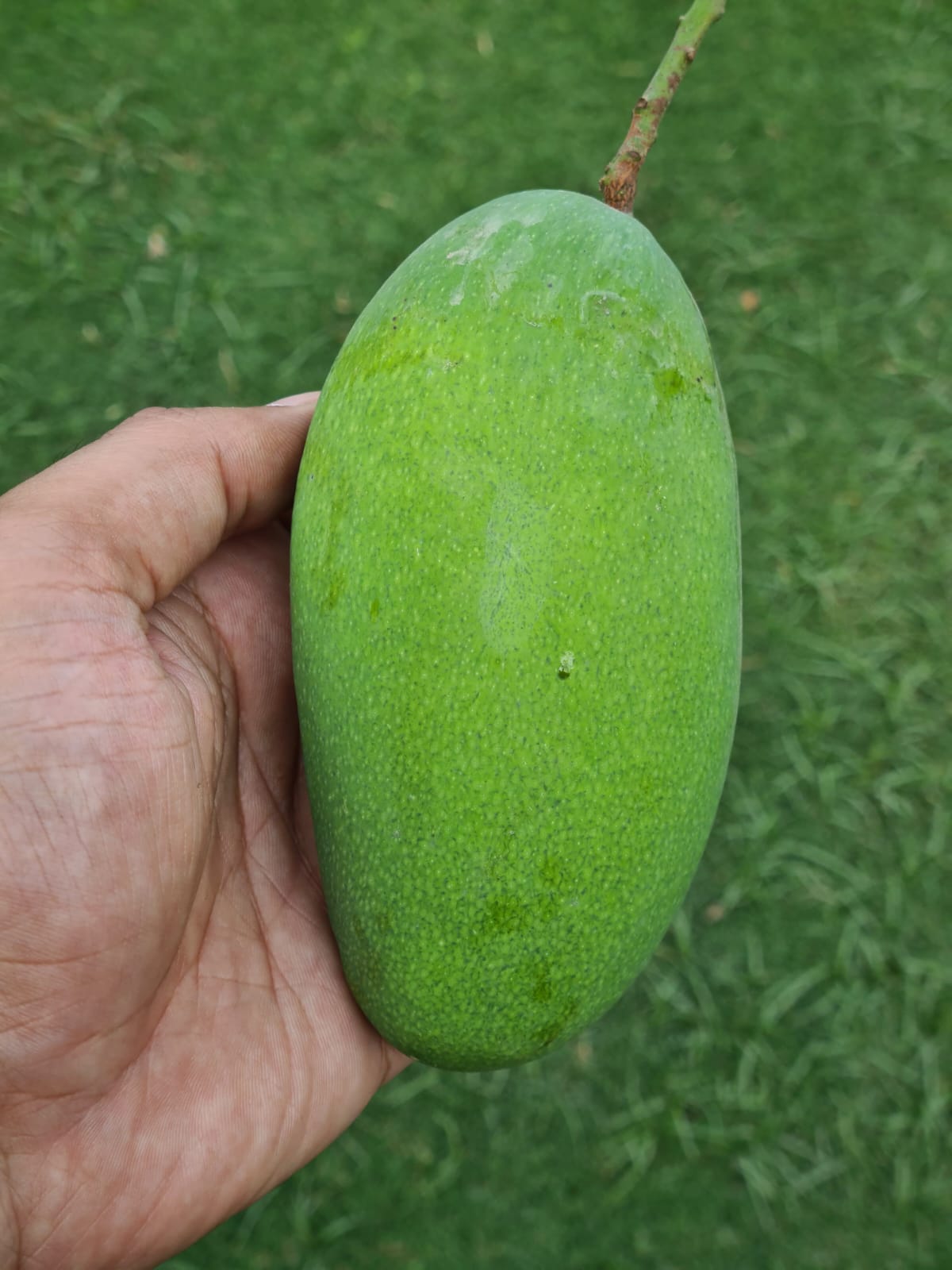 Mango(آم)