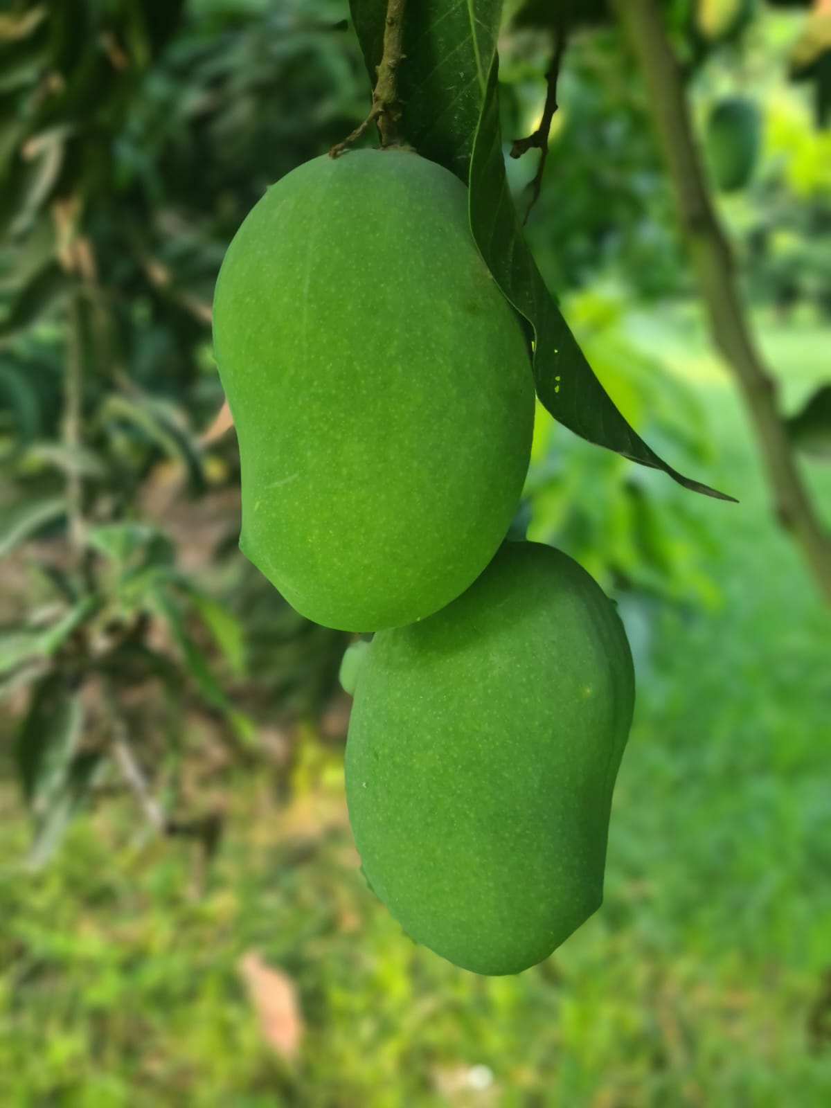 Mango(آم)