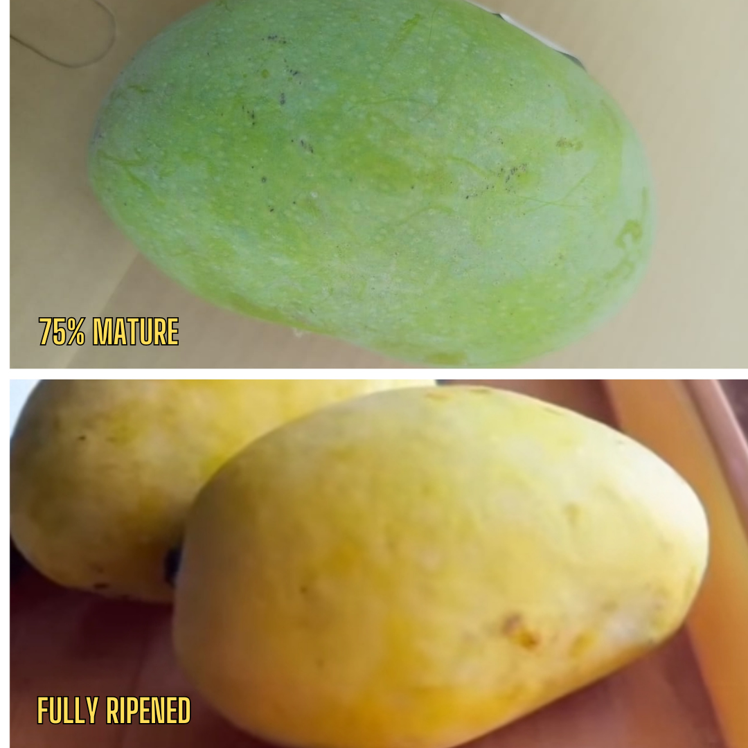 Mango(آم)