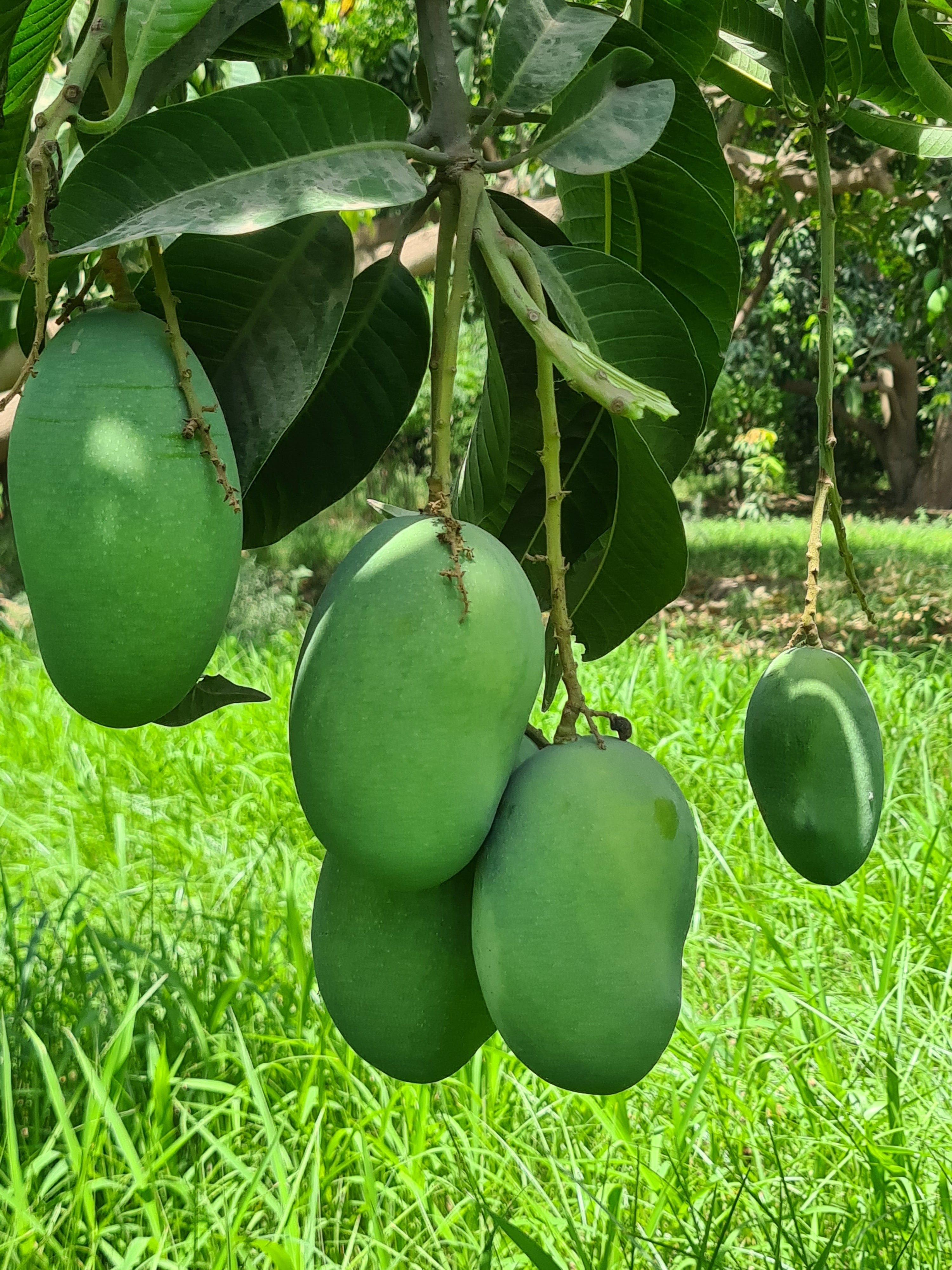 Mangoes